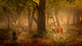 斑鹿，滕波尔国家公园，印度 (© Ondrej Prosicky/Shutterstock)(2022-06-10)