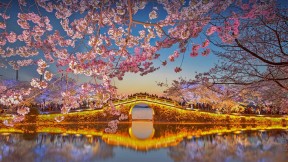 【2022-04-03】 太湖边上樱花盛开 太湖边盛开的樱花，无锡 (© Eric Yang/Getty Images)