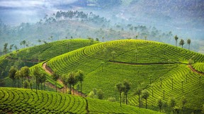 【2022-11-02】 慕纳尔，印度 慕纳尔的茶园，印度喀拉拉邦 (© Mazur Travel/Shutterstock)
