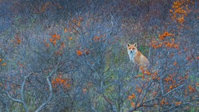 【2022-11-22】 赤狐 阿姆斯特丹供水沙丘自然保护区的赤狐，荷兰 (© Edwin Giesbers/Minden Pictures)