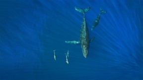 在海洋里畅游的座头鲸和海豚，美国夏威夷州 (© drewsulockcreations/Getty Images)(2022-02-20)