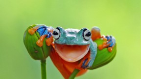 鲜艳多彩的爪哇树蛙，印度尼西亚 (© kuritafsheen/Getty Images)(2022-03-20)