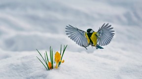 【2022-03-26】 大山雀和黄番红花 黄番红花和翩翩起舞的大山雀 (© Nataba/Getty Images)