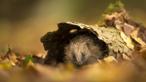 躲在树皮中欧洲刺猬，苏塞克斯，英国 (© Jules Cox/Minden Pictures)(2023-10-15)