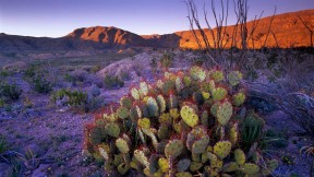 仙人掌植物，得克萨斯州大弯国家公园，美国 (© Tim Fitzharris/Minden Pictures)(2023-06-12)