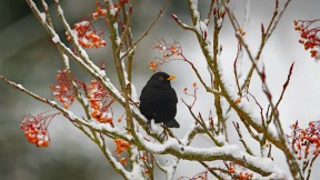 【2023-01-29】 为什么乌鸫与冬天联系紧密？ 埃塞克斯的乌鸫，英国 (© Bill Coster/Alamy Stock Photo)