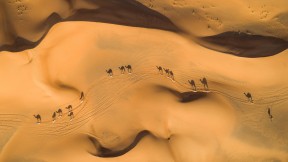 沙漠中的骆驼，阿拉伯联合酋长国 (© Amazing Aerial Premium/Shutterstock)(2023-09-07)