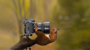 看着相机镜头的松鼠 (© Alfredo Piedrafita/Getty Images)(2023-08-19)