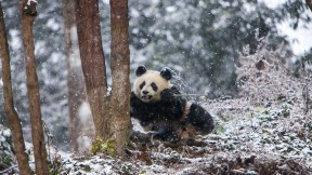 成都大熊猫繁育研究基地，中国 (© Jim Zuckerman/Jaynes Gallery/DanitaDelimont)(2023-03-16)