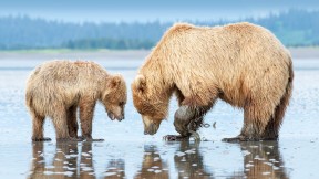 棕熊妈妈和幼崽，克拉克湖国家公园和自然保护区，美国阿拉斯加州 (© Carlos Carreno/Getty Images)(2023-06-30)