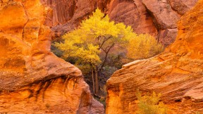 郊狼谷的棉白杨和红砂岩，格兰峡谷国家保护区，犹他州 (© Stephen Matera/Tandem Stills + Motion)(2023-09-23)