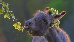 吃樱桃树枝的毛驴 (© Juniors Bildarchiv GmbH/Alamy)(2023-01-14)