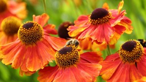 【2023-05-20】 世界蜜蜂日 谢菲尔德的欧洲蜜蜂, 英格兰 (© Deborah Vernon/Alamy)