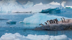 【2023-10-05】 这是怎么做到的！ 巴布亚企鹅，南极洲 (© Art Wolfe/Getty Images)