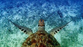 【2023-06-16】 鹰嘴海龟 游泳的鹰嘴海龟， 冲绳，日本 (© Robert Mallon/Getty Images)