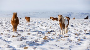 站在自己领域的冰岛马，冰岛 (© Rodrigo Lourezini/Shutterstock)(2023-03-06)