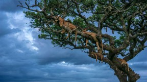 正在睡觉的母狮, 塞伦盖蒂国家公园，坦桑利亚 (© Cavan Images/Shutterstock)(2023-03-13)