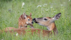 白尾鹿母鹿和刚出生的小鹿，美国蒙大拿州 (© Donald M. Jones/Minden Pictures)(2023-05-14)