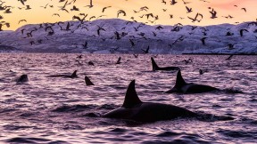斯皮尔德拉的虎鲸，挪威 (© Alex Mustard/Minden Pictures)(2023-03-03)