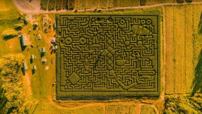 塞勒斯堡的玉米迷宫，宾夕法尼亚州，美国 (© Alex Potemkin/Getty Images)(2023-10-23)