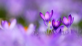 紫番红花 (© Raimund Linke/Getty Images)(2023-03-20)