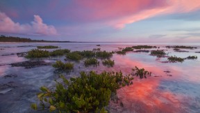 瓜纳阿卡维韦斯半岛国家公园的红树林，古巴 (© Claudio Contreras/Minden Pictures)(2023-01-27)