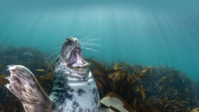 【2023-05-07】 世界爱笑日 海豹幼崽，伦迪岛，英国 (© Henley Spiers/Minden Pictures)