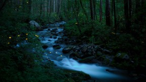 【2023-06-15】 一闪一闪亮晶晶（的小虫子） 同步萤火虫，大烟山国家公园，田纳西州，美国 (© Floris Van Bruegel/Minden Pictures)