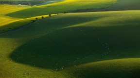 南唐斯国家公园的绵羊，东萨塞克斯郡，英国 (© Slawek Staszczuk/Alamy)(2023-03-12)