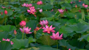 夏日盛开的荷花 (© pandemin/Getty Images)(2023-06-21)