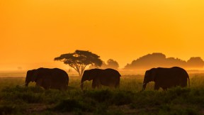【2023-08-12】 保护温柔的巨人 大象家族，安波塞利国家公园，肯尼亚 (© Ibrahim Suha Derbent/Getty Images)