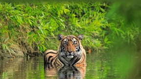 孟加拉虎，兰坦波尔国家公园，印度 (© Andy Rouse/Minden Pictures)(2023-07-29)