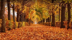 美泉宫公园的秋叶，维也纳，奥地利 (© rusm/Getty Images)(2023-10-26)
