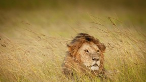 马赛马拉的一头狮子，肯尼亚 (© Federico Veronesi/Minden Pictures)(2023-08-10)