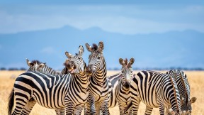 斑马，塔兰吉雷国家公园，坦桑尼亚 (© cinoby/Getty Images)(2023-07-24)