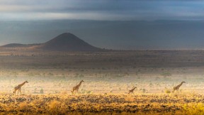 马赛长颈鹿，安波塞利国家公园，肯尼亚 (© Art Wolfe/DanitaDelimont.com)(2024-11-25)