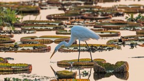 【2024-03-31】 纯洁与优雅的象征 潘塔纳尔湿地的大白鹭，巴西 (© Geraldi Corsi/Getty Images)