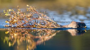 【2024-04-07】 看，我是树枝整理师！ 奇迹湖附近池塘里的北美海狸，德纳里国家公园，阿拉斯加州，美国 (© Paul Souders/Getty Images)