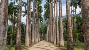 帝王棕榈树，里约热内卢植物园，巴西 (© Marcia Silva de Mendonca/Getty Images)(2024-06-01)