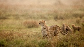 【2024-04-30】 “草原大喵”的完美速度 清晨雨中的猎豹，恩杜图平原，恩戈罗恩戈罗保护区，坦桑尼亚 (© Paul Souders/Getty Images)