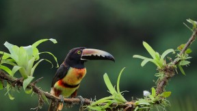 领簇舌巨嘴鸟，哥斯达黎加 (© Juan Carlos Vindas/Getty Images)(2024-07-10)