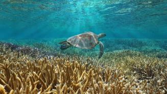 【2024-12-28】 保护海洋生物——绿海龟 一只绿海龟在太平洋中游泳，法国海外属地新喀里多尼亚 (© Damsea/Shutterstock)