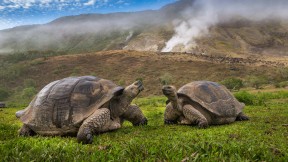阿尔塞多火山象龟, 伊莎贝拉岛, 加拉帕戈斯群岛，厄瓜多尔 (© Tui De Roy/Minden Pictures)(2024-02-12)