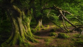 古老山毛榉树，格莱纳里夫森林公园，安特里姆郡，北爱尔兰 (© Dawid K Photography/Shutterstock)(2024-09-06)