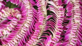 【2024-05-01】 夏威夷的花环节 夏威夷花环 (© Jotika Pun/Shutterstock)