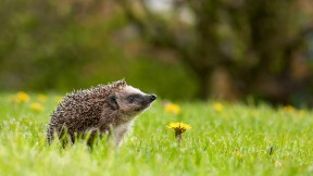 【2024-04-08】 闻闻春天的气息 欧洲刺猬在长满蒲公英的花园里，巴特德里堡，德国 (© Oksana Schmidt/Getty Images)
