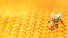 蜜蜂照料蜂巢 (© Simun Ascic/Alamy Stock Photo)(2024-05-20)