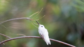 【2024-04-27】 观鸟的时间到了！ 澳大利亚花园里的白种安氏蜂鸟，加州大学圣克鲁兹分校植物园，加利福尼亚州，美国 (© yhelfman/Getty Images)