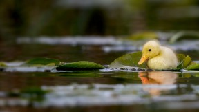 【2024-05-07】 水影里的小黄鸭 一只小鸭子在水草地上游泳，萨福克郡，英国 (© Nick Hurst/Getty Images)
