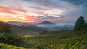 卡梅隆高地茶园，马拉西亚 (© alex cheong/Getty Images)(2024-05-21)